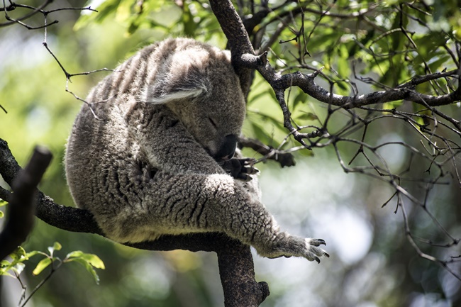 Schlafender Koala auf Ast