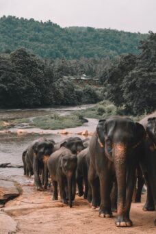 Flitterwochen in Sri Lanka