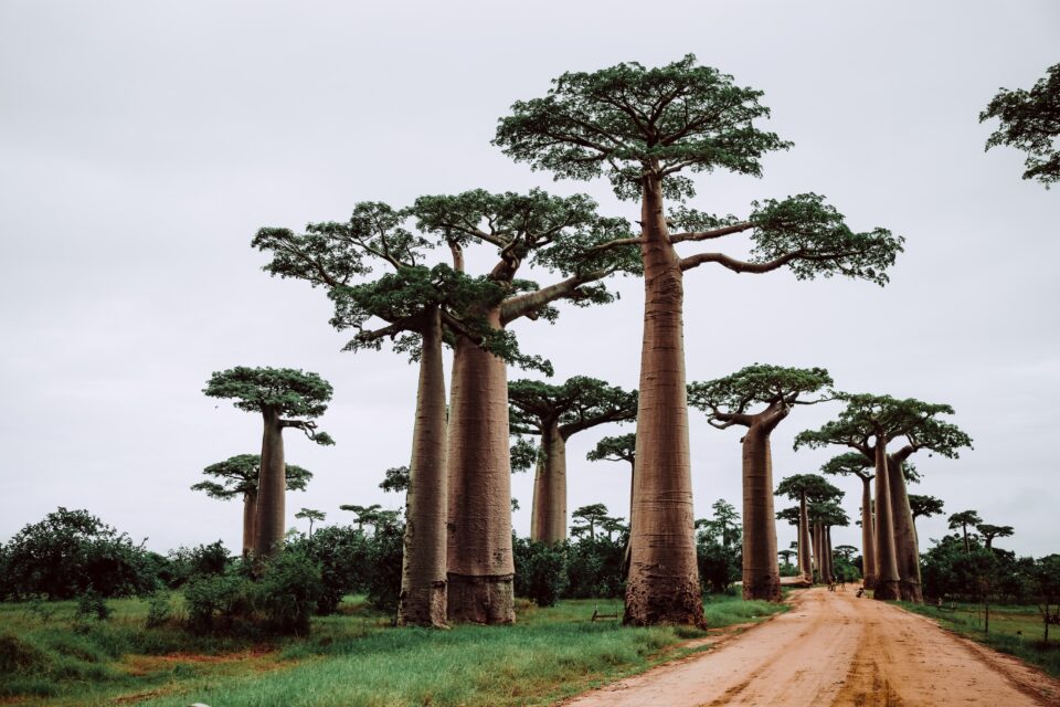 Flitterwochen auf Madagaskar