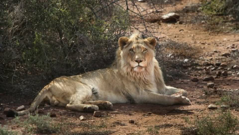 Löwe der im Schatten liegt