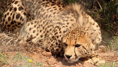 Gepard der sich in den Sand duckt