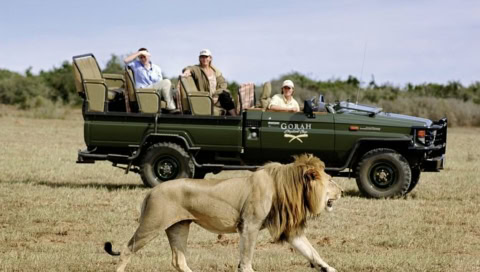 Menschen in einem Jeep beobachten einen Löwen