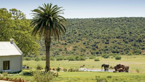 Elefanten am Wasserloch