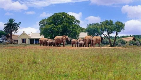 Eine Herde Elefanten am Hotel