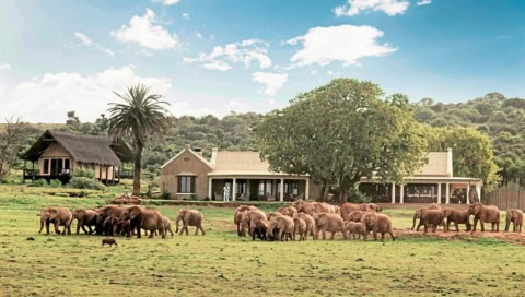 Eine Herde Elefanten vor dem Hotel