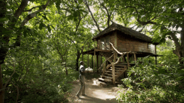 Baumhaus-Suite auf Stelzen mitten im dichten Urwald des Lake-Manyara-Nationalparks