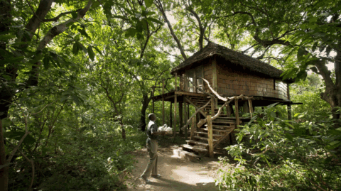 Baumhaus-Suite auf Stelzen mitten im dichten Urwald des Lake-Manyara-Nationalparks