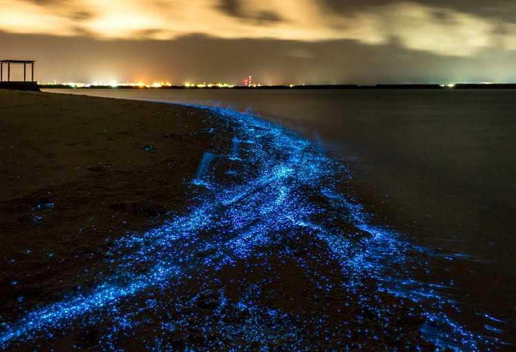 Biolumineszierendes Plankton leuchtet blau am nächtlichen Strand der Malediven, magische Lichtspur entlang der Wellen.
