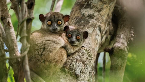 Lemuren klettern in den Bäumen umher