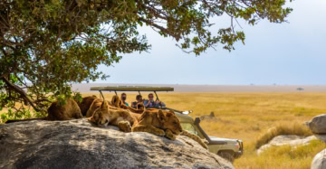 Löwinnen ruhen auf einem Felsen, während Safari-Touristen im Jeep in der Nähe fotografieren.