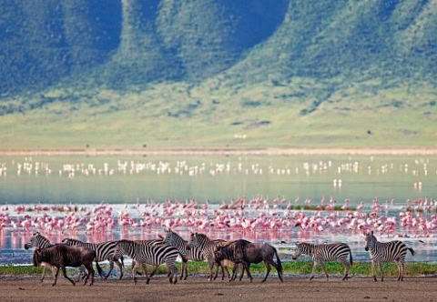 Großer See mit Flamingos und Zebras
