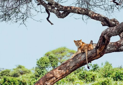 Ein Löwe auf einem Baum