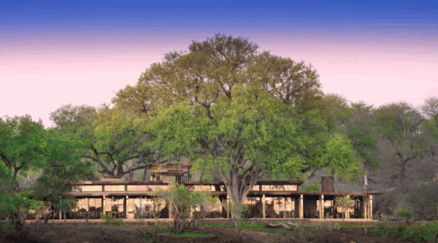 Lodgeanlage inmitten dichter Vegetation mit großen Bäumen und moderner Architektur