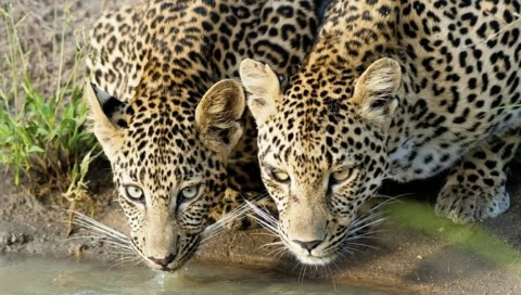 Zwei Jaguare trinken am Wasserloch