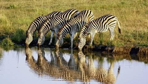 Vier Zebras trinken am Wasserloch