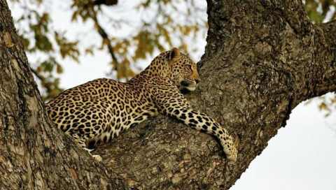 Jaguar auf einem Baum