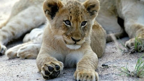 Löwenbaby
