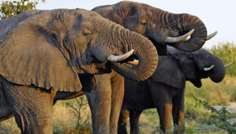 Elefanten Gruppe die am Wasserloch trinkt